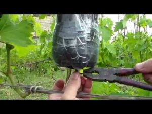 [VIDEO] Growing grape seedlings