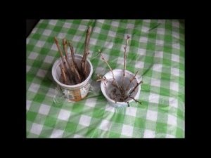 [VIDEO] How to root gooseberry cuttings