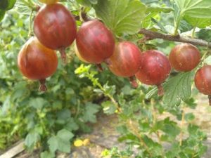 [VIDEO] Video review of gooseberry varieties