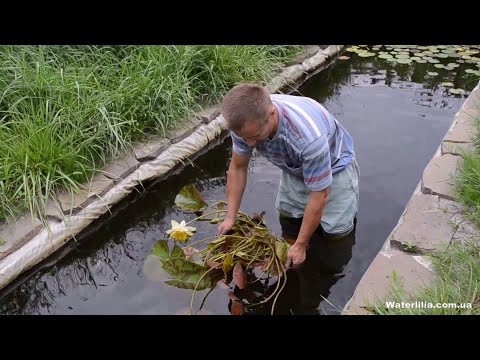 [VIDEO] Výsadba lekna v jazierku