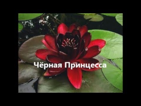 [VIDEO] Ako presadiť a rozdeliť nymfeum v jazierku