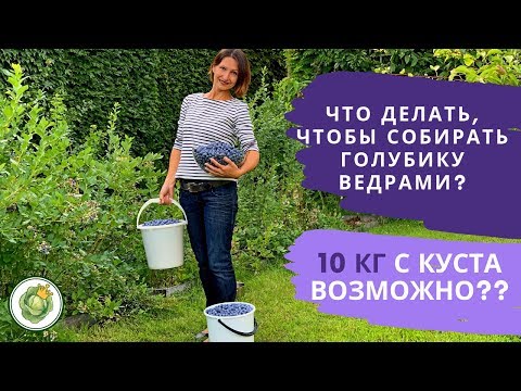 [VIDEO] Zber čučoriedok