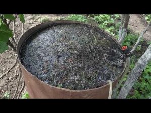 [VIDEO] Herbal fertilizer for blueberries