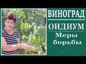 [VIDEO] Oidium - Treatment, Symptoms - Vine Diseases