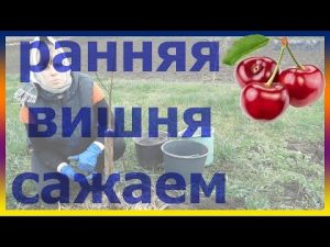 [VIDEO] How to plant cherries correctly. cherry seedlings