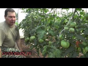 [VIDEO] When and how to trim the leaves of tomatoes