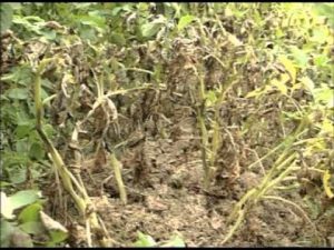 [VIDEO] Protecting potatoes from late blight