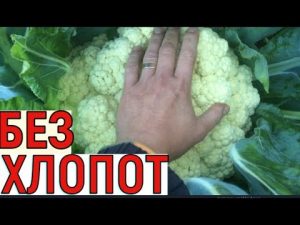 [VIDEO] Growing cauliflower from seed to harvest