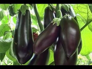 [VIDEO] Eggplant Varieties