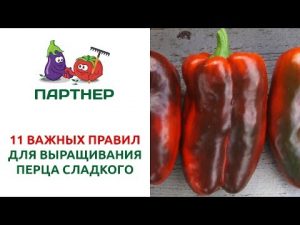 [VIDEO] 11 regels voor het kweken van paprika