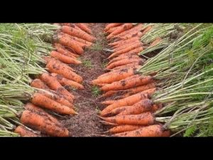 [VIDEO] What exactly you need to know to grow fruitful carrots