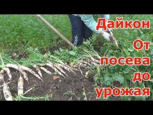 [VIDEO] All about daikon. From sowing to harvest