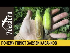 [VIDEO] Why ovaries rot in zucchini