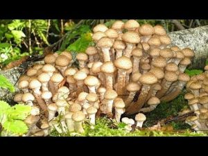 [VIDEO] How to instantly grow a lot of mushrooms on your site