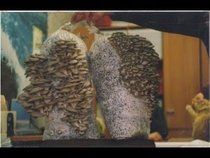 [VIDEO] Growing oyster mushrooms at home