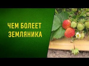 [VIDEO] What is the disease of strawberries?