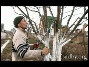 [VIDEO] How to properly prune an apple tree