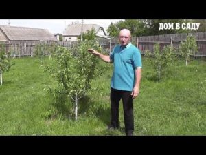 [VIDEO] How to care for apple seedlings