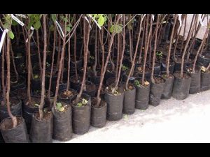 [VIDEO] How to choose the right apple seedling