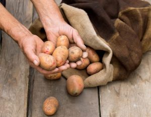 [Instruction] Storing potatoes: a description of simple methods