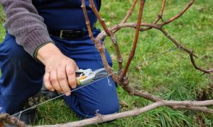 How to prune grapes: in autumn and before shelter for the winter