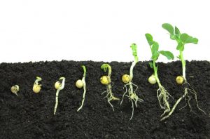 How to germinate seeds for seedlings in just 48 hours: 2 ways