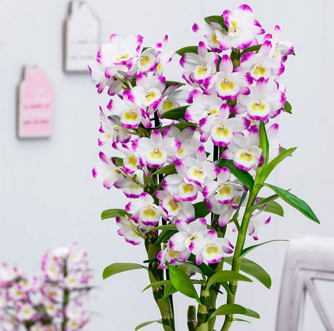 الجمال غير المسبوق لـ Dendrobium nobile