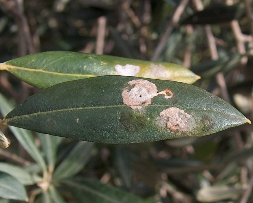 Sembra l'azione delle larve della falena dell'olivo