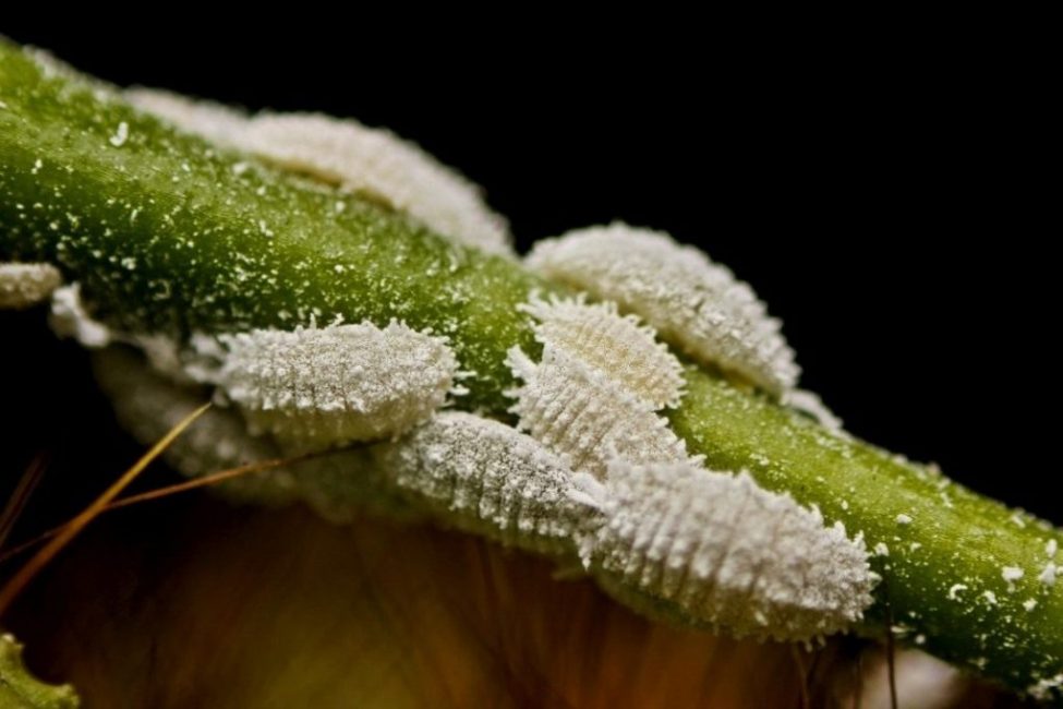 Cochenilles