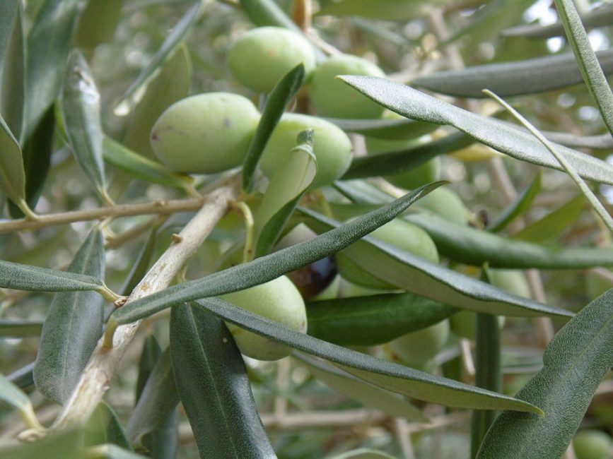 Foglie e frutti dell'olivo