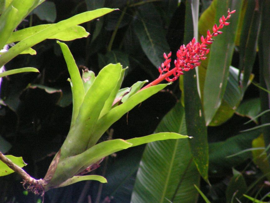 Aechmea fulgens