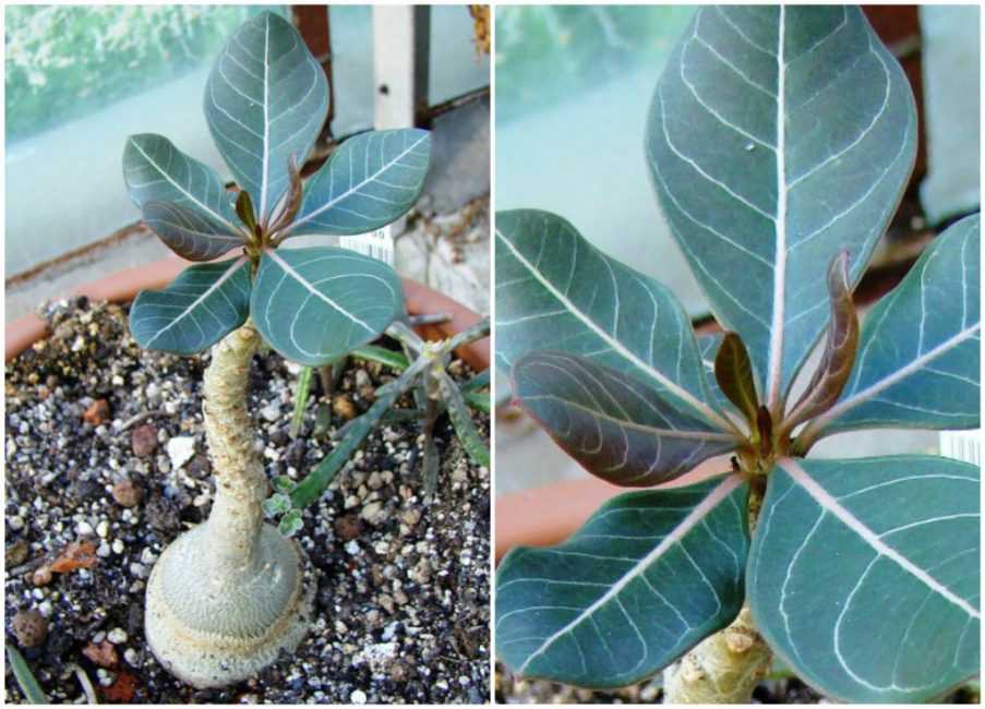 Adenium socotranum