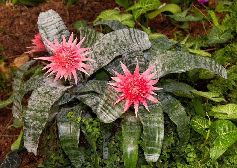 Aechmea fasciata