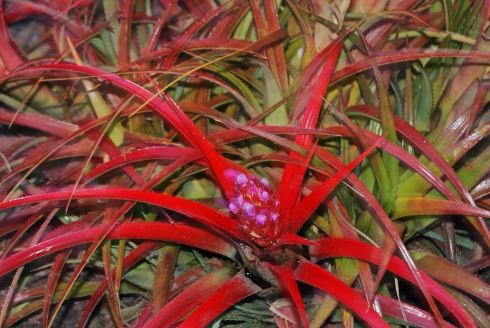 Aechmea recurvata