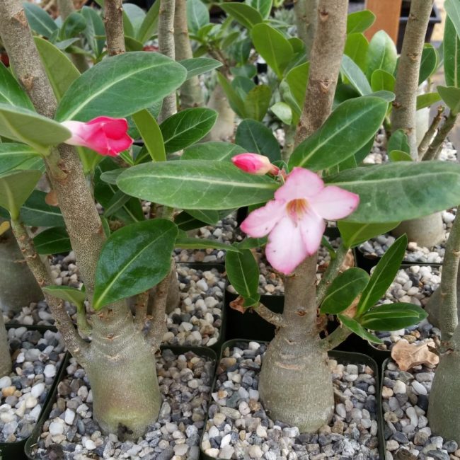 Adenium swazicum