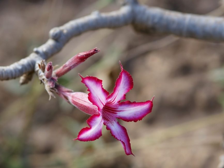 Adenium multiflorum