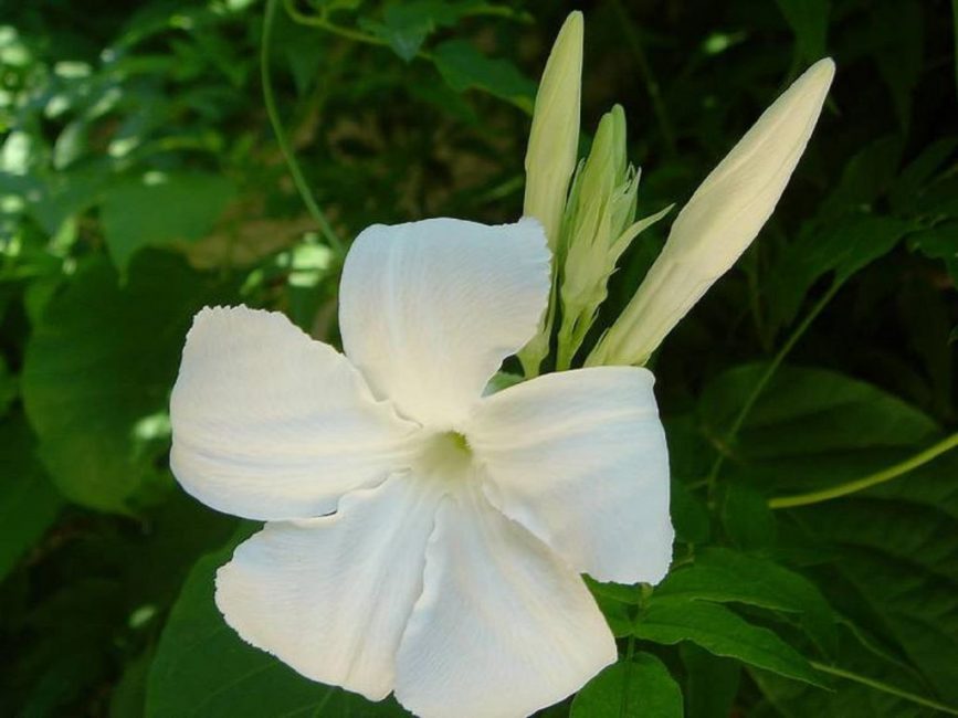 Mandevilla laxa