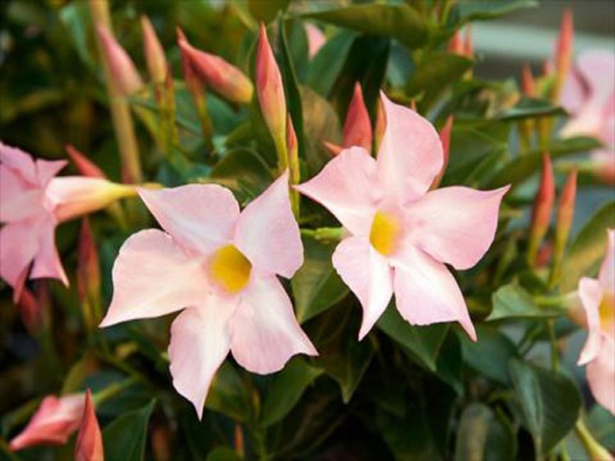 Dipladenia bolewiensis