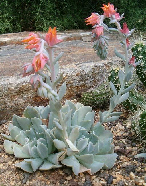 Echeveria - نبات يشبه الشباب