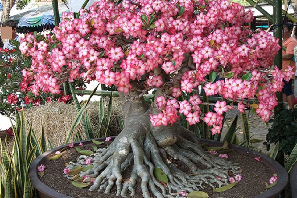 Adenium obesum