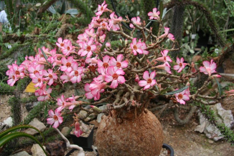 Adenium somalense