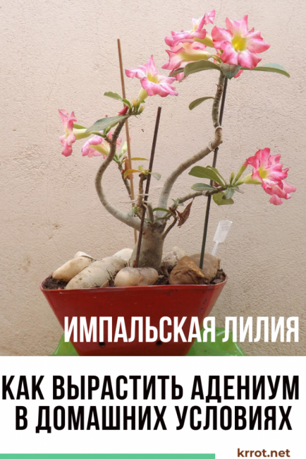 Adenium في المنزل