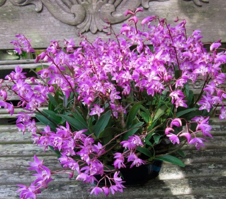 Dendrobium kingianum