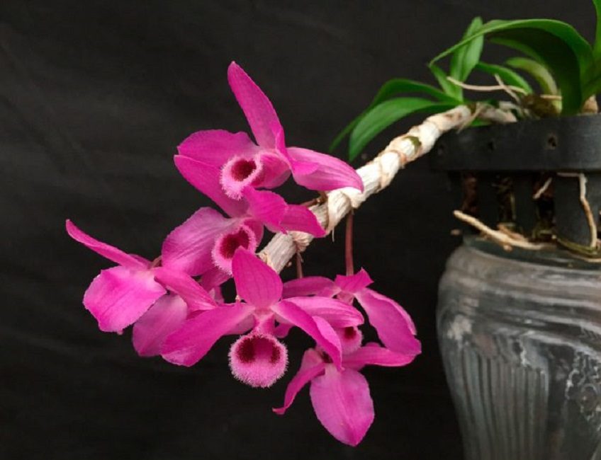 أبرشية Dendrobium