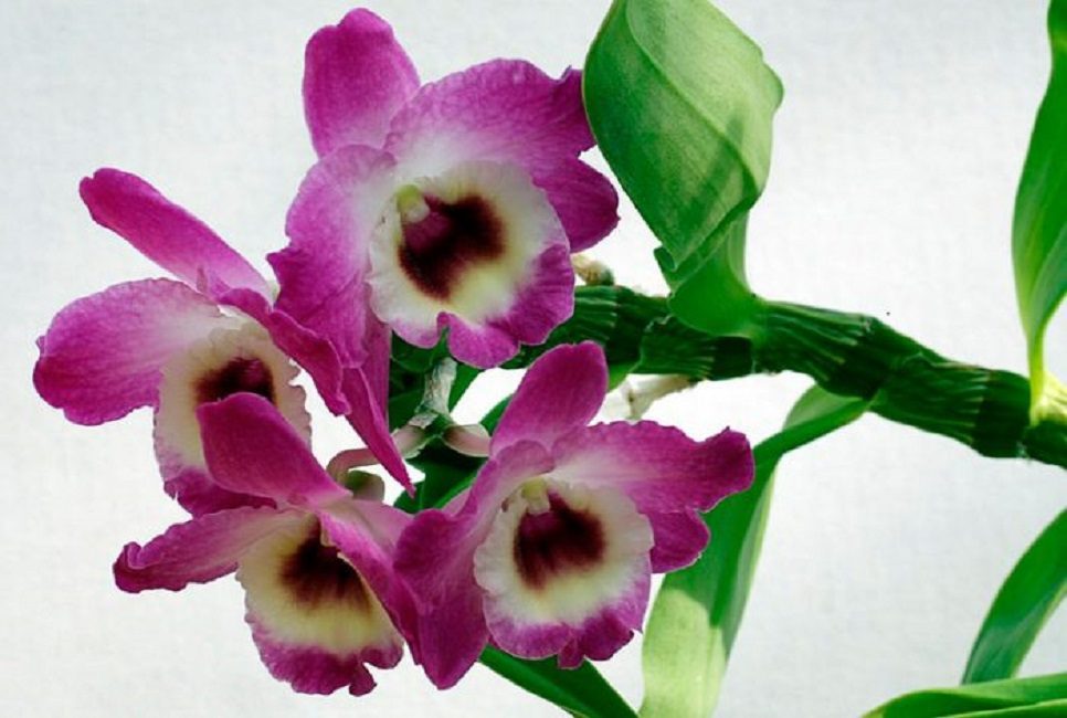 الصورة: Dendrobium nobile