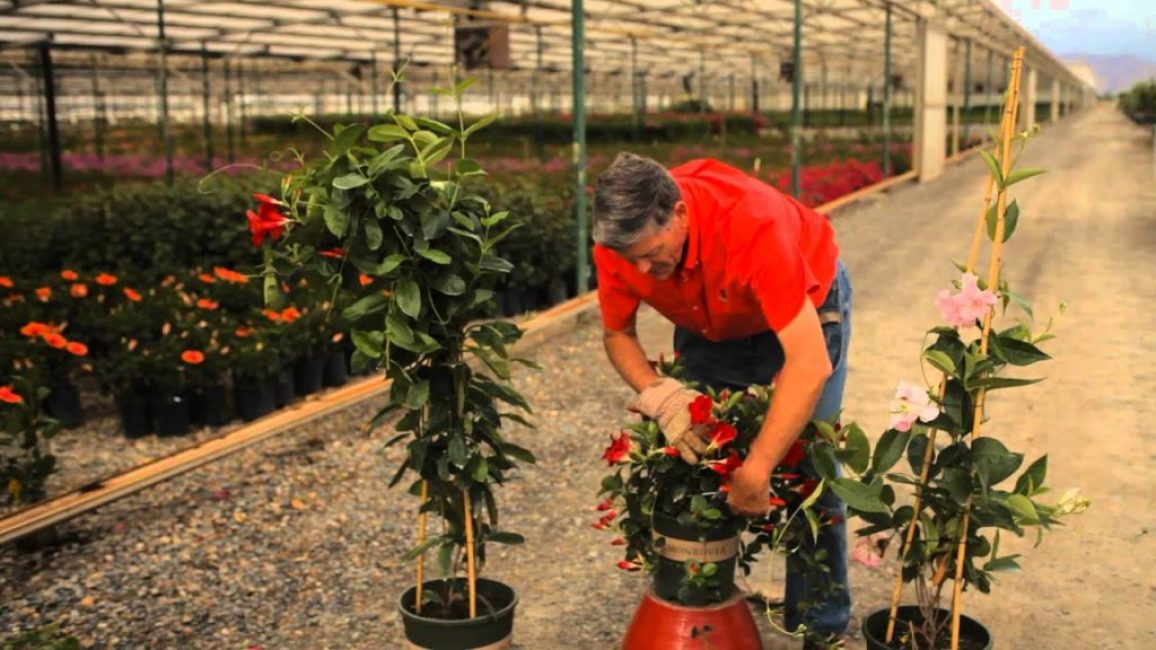 Mandevilla (دبلوسيون)