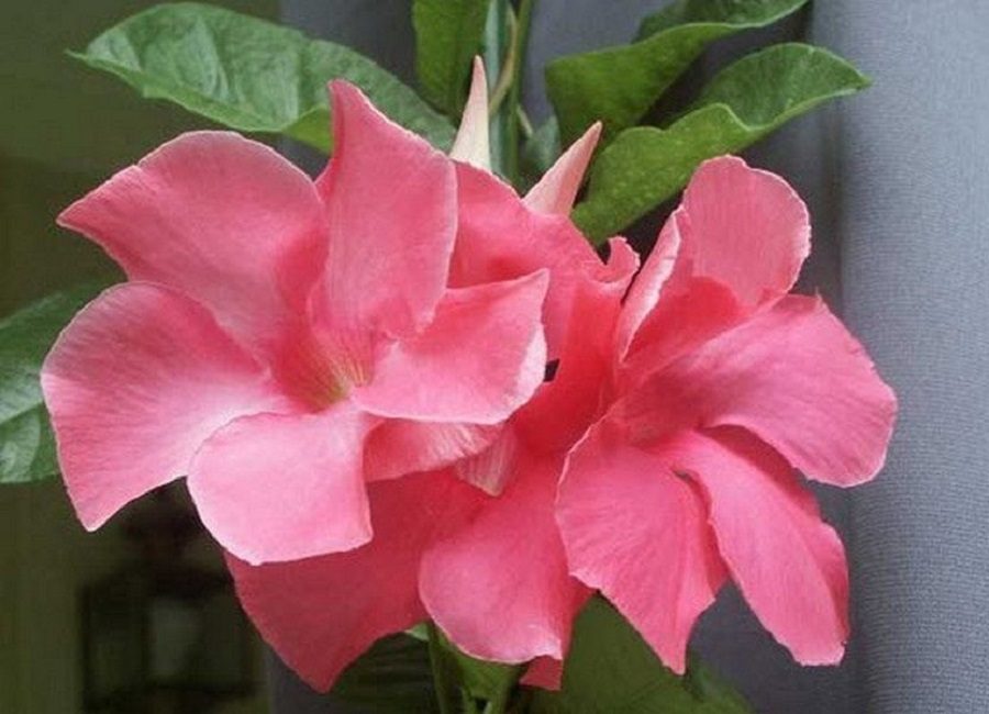 Mandevilla eximia