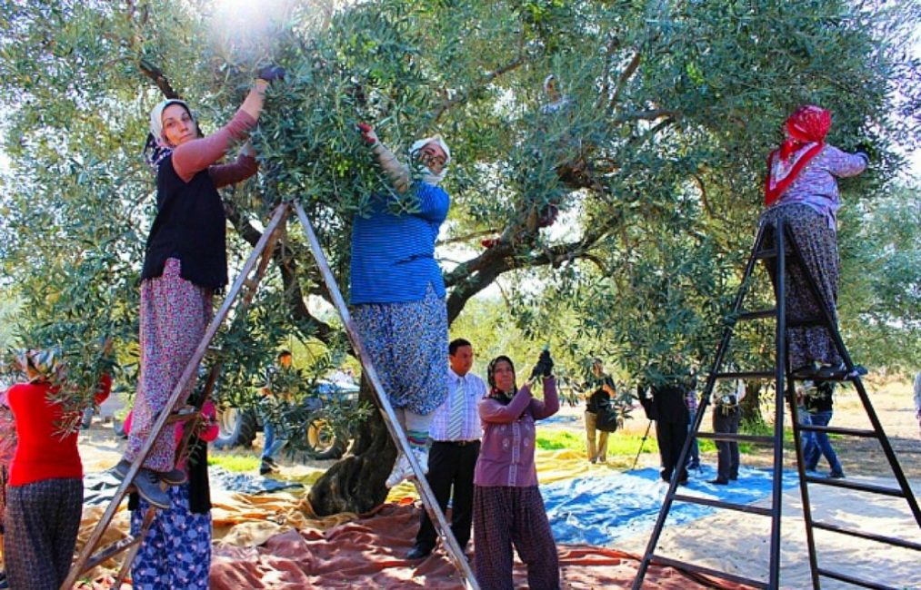 Raccolta delle olive