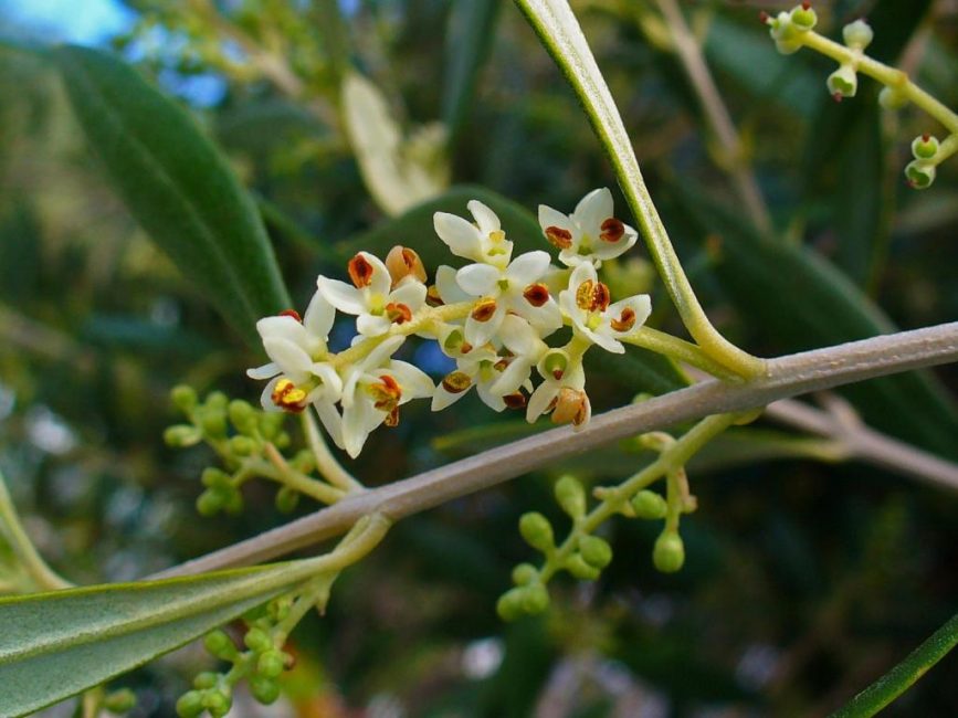 Ramo d'ulivo in fiore