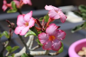 Adenium في المنزل: أنواعه ، والغرس والرعاية ، وأمراض النبات والآفات. كيف تنسج ضفيرة وتخلق تركيبة مشرقة من أصناف مختلفة؟ (60+ صورة)